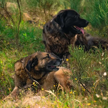 Casa Do Marujo E Casa Do Mirone Ferienhaus *