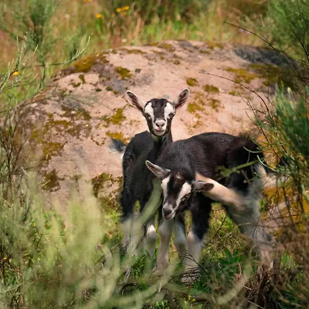 Casa Do Marujo E Casa Do Mirone Ferienhaus *
