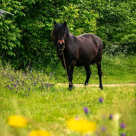 Casa Do Marujo E Casa Do Mirone *